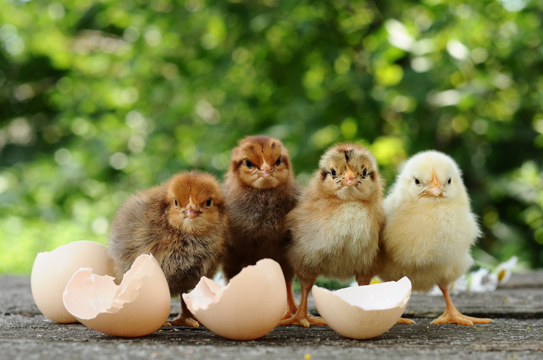 Incubating Eggs Hen vs. Artificial Incubator Grit